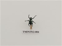 藏品(條紋球背象鼻蟲)的圖片